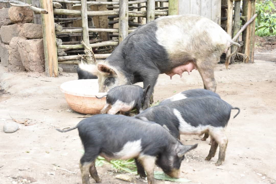 Positive impact of piggery project at Family level